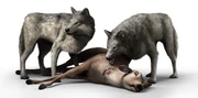 Wolves hunting