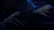 Reeksa root