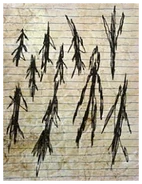 Page Forest