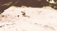 Tumblr mb2vpcmxm51qd41g8o4 250