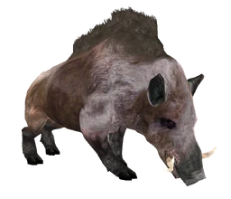 Beast Oblivian boar