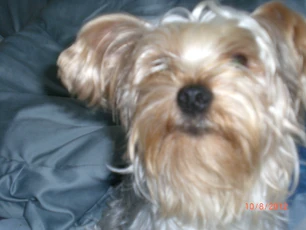 Muffiny