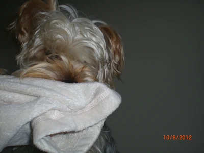 Muppet