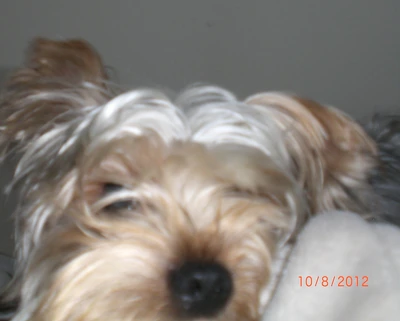 Muppy