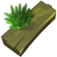 Plank of Yew Wood