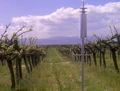 Callaway vineyard & winery.jpg