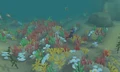Reef.png