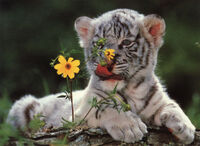 WhiteTigerCub flowers