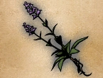 GRANSYS HERB