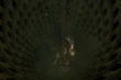 Nalbina-dungeons5-ffxii