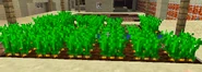 Carrots Growing