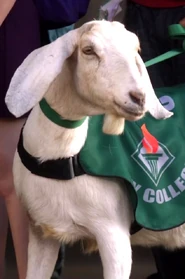 City College Mascot