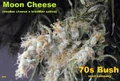 Moon Cheese Ice Storm.jpg