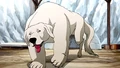 Polar bear dog.png