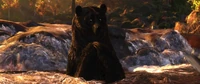 Elinorbearstream