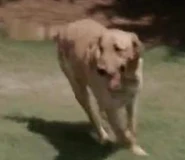 WoodburyDog