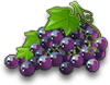Vine large
