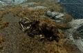 Dead Mammoth.png