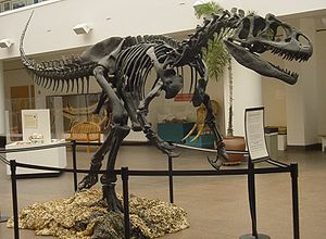 Allosaurus esqueleto
