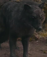 Sam s Eclipse Wolf Form by urimaginaryfriend