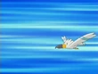 EP356 Wingull