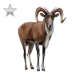 Item urial silver 01