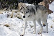 Wolf22