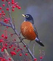 Robin