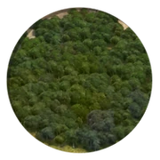 Forest (Civ5)