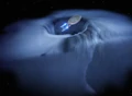 USS Enterprise-D consumed by energy vortex.jpg