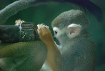 Monkey scientist