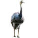 Item greyrhea 01
