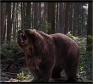 Bear