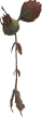 Flytrap 1 (FFXI)