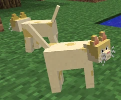 Kitty