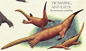 Swimming Anteater