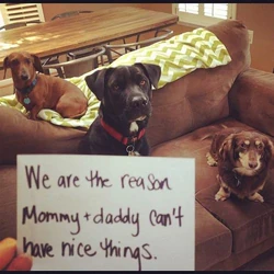 Dogshaming