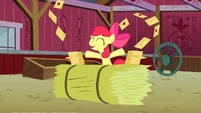 Apple Bloom "Everypony!" S3E08