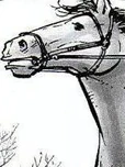 Unnamed Horse