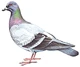 Pigeon-info0
