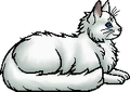 Frostfur.elder
