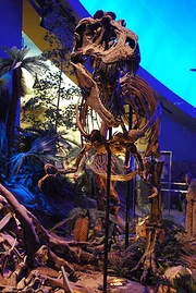 250px-IndyGorgorsaurus