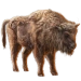 Item wisent 01