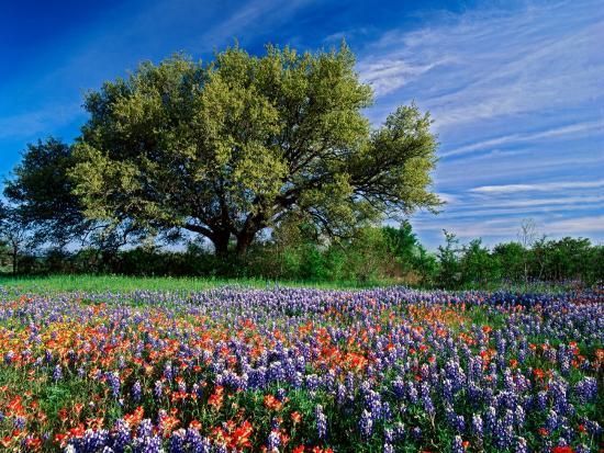 Bluebonnets-150x150
