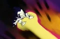 Gohanblast