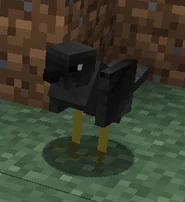 Black Bird