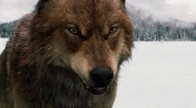 Jake wolf