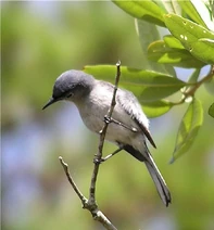 Blauwgrijze muggenvanger - Polioptila caerulea 2
