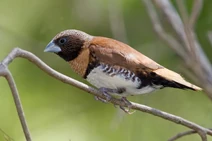 Chestnut breasted mannikin nov08