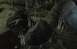 Wisp Stalk